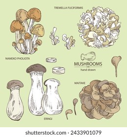 Collection of mushroom: nameko pholiota, eringi, tremella fuciformis and maitake. Vector hand drawn illustration