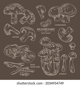 Collection of mushroom: shiitake, muer, champignon and shimedji. Vector hand drawn illustration