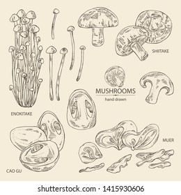 Collection of mushroom: shiitake, muer, straw mushroom cao gu and enokitake. Vector hand drawn illustration