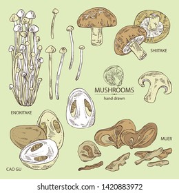 Collection of mushroom: shiitake, muer, straw mushroom cao gu and enokitake. Vector hand drawn illustration