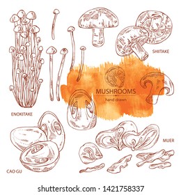 Collection of mushroom: shiitake, muer, straw mushroom cao gu and enokitake. Vector hand drawn illustration