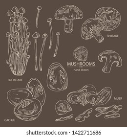 Collection of mushroom: shiitake, muer, straw mushroom cao gu and enokitake. Vector hand drawn illustration