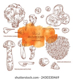 Sammlung von Pilzen: Thelephora ganbajun, Tricholoma matsutake, Hericium erinaceus und Auricularia polytricha. Vektorgrafik