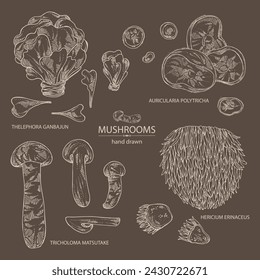 Collection of mushroom:  thelephora ganbajun, tricholoma matsutake, hericium erinaceus and auricularia polytricha. Vector hand drawn illustration