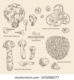 Collection of mushroom:  thelephora ganbajun, tricholoma matsutake, hericium erinaceus and auricularia polytricha. Vector hand drawn illustration