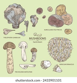 Collection of mushroom:  thelephora ganbajun, tricholoma matsutake, hericium erinaceus and auricularia polytricha. Vector hand drawn illustration