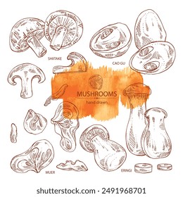 Collection of mushroom: wood ears, muer mushroom, eringi, cao gu, shiitake. Vector hand drawn illustration