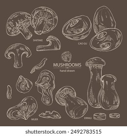 Collection of mushroom: wood ears, muer mushroom, eringi, cao gu, shiitake. Vector hand drawn illustration