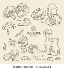 Collection of mushroom: wood ears, muer mushroom, eringi, cao gu, shiitake. Vector hand drawn illustration