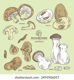 Collection of mushroom: wood ears, muer mushroom, eringi, cao gu, shiitake. Vector hand drawn illustration