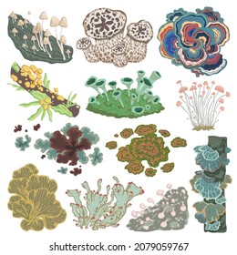 Collection of mushrooms, fungi, lichen and moss. Decorative floral elements set. Isolated objects on white background. Vector illustration	
