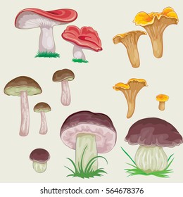 Collection of mushrooms in a natural style. Isolated. Vector