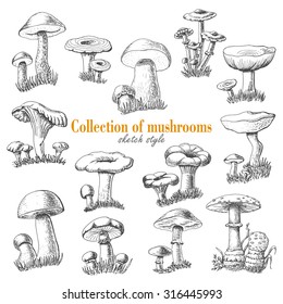 Collection of mushrooms in sketch style. Vector illustration for your design