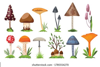 Collection of mushrooms and toadstools