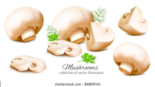 Collection of mushrooms. Vector illustration