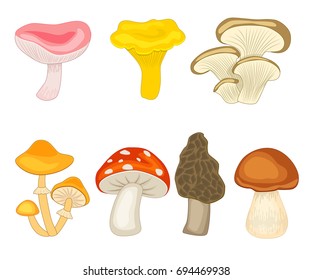 Collection of mushrooms. Vector illustration. Isolated on white background. Porcini, russule, oyster, morel, honey fungus, chanterelle.