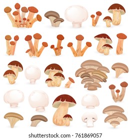 collection of mushrooms for your design