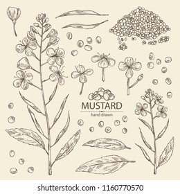 Collection of mustard: plant, mustard seeds, flower, leaves and pod. Dijon mustard. Vector hand drawn illustration.
