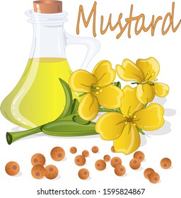 Collection of mustard vector illustrations: mustard seeds, flower, leaves and pod. Isolated on white background 