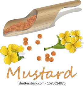 Collection of mustard vector illustrations: mustard seeds, flower, leaves and pod. Isolated on white background 