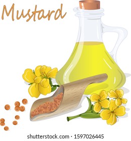 Collection of mustard vector illustrations: mustard seeds, flower, leaves and pod. Isolated on white background...