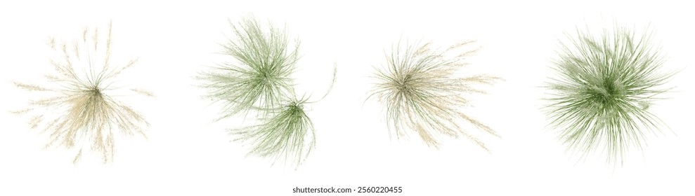 Collection of Nassella plants on transparent background from the top view