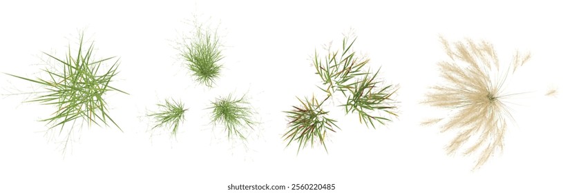 Collection of Nassella,Panicum plants on transparent background from the top view