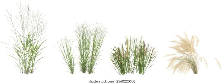 Collection of Nassella,Panicum plants on transparent background