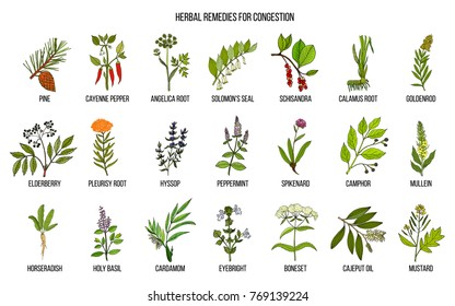 Collection Natural Herbs Congestion Hand Drawn Stock Vector (Royalty ...