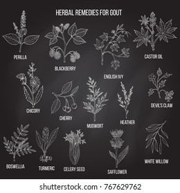 Collection of natural herbs for gout. Hand drawn botanical vector illustration