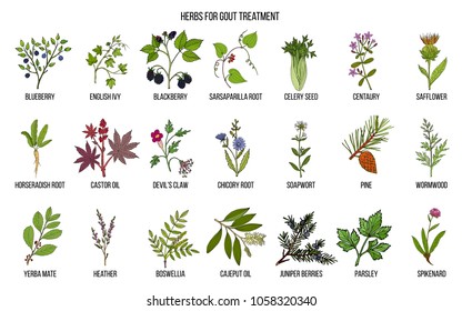 Collection of natural herbs for gout treatment. Hand drawn botanical vector illustration