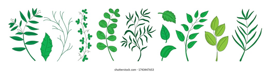 Collection natural leaves, herbs, grass and branch. Designer elements set. Hand drawn sketch illustration. Line art style.