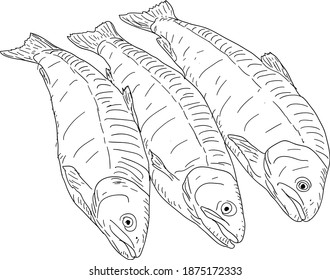 collection of natural marine fish sketch on white background
