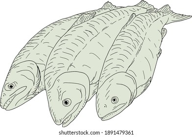 collection of natural marine fish sketch on white background.