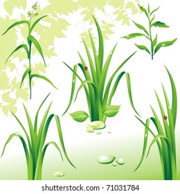 Collection of nature design elements. Grass. (vector illustration)