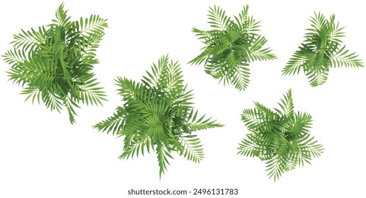 collection of Neanthe bella palm trees beautiful isolated on white background,Top view