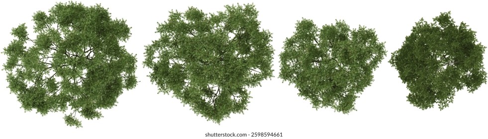 Collection of Neem trees on transparent background from the top view