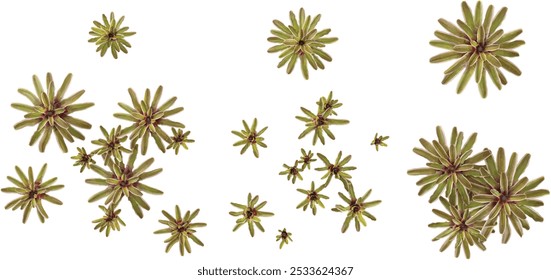 collection of Neoregelia plants isolated on white background from top view