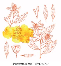 Collection Of Neroli, Orange Flower: Orange Flowering Branch, Leaves, Neroli Flowers And Bud. Cosmetic, Perfumery And Medical Plant. Vector Hand Drawn Illustration