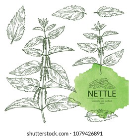 Collection of nettle: plant, leaves, branch of nettle and flowers. Cosmetics and medical plant. Vector hand drawn illustration.