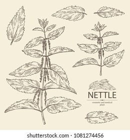 Collection of nettle: plant, leaves, branch of nettle and flowers. Cosmetics and medical plant. Vector hand drawn illustration.