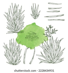 Collection of new zealand flax: phormium tenax plant and new zealand flax leaves. Phormium tenax. Cosmetic, perfumery and medical plant. Vector hand drawn illustrat