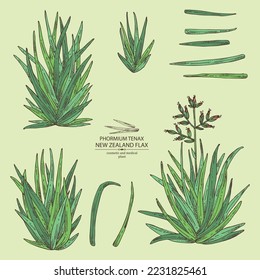 Collection of new zealand flax: phormium tenax plant and new zealand flax leaves. Phormium tenax. Cosmetic, perfumery and medical plant. Vector hand drawn illustrat