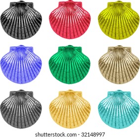 collection of nine colorful sea shell