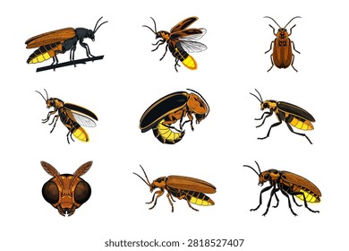 A collection of nine highly detailed illustrations featuring various fireflies in different positions and angles. These bioluminescent insects are rendered with accuracy showcasing the anatomy of glowing beetles isolated on a clean white background surface.