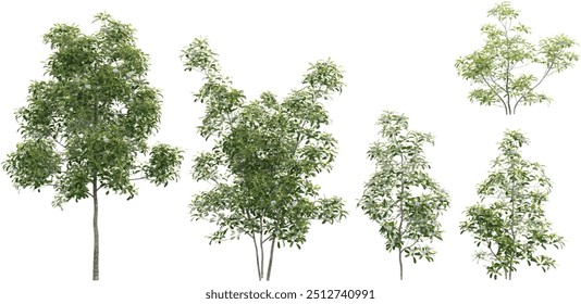 Collection of nothern belle sweetbay magnoila plants with transparent background