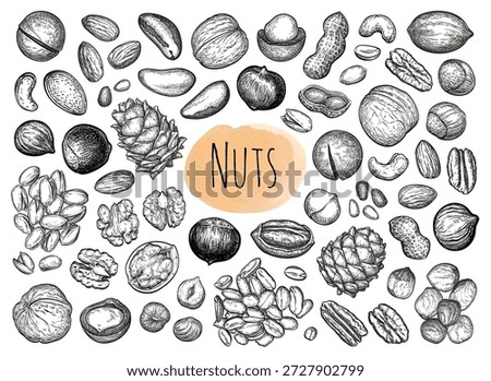 Collection of nut sketches. Hand drawn vintage engraving illustrations isolated on white background.