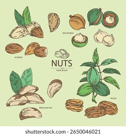 Collection of nuts: almond, brazilian nut, pecan and macadamia. Vector hand drawn illustration.