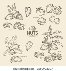 Coleção de nozes: amêndoa, noz do Brasil, noz pecã e macadâmia. Ilustração desenhada à mão vetorial.