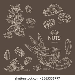 Collection of nuts: almond nuts, coconut, pecan and pistachio nuts. Vector hand drawn illustration.